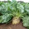 Семена кормовой свеклы Центаур Поли