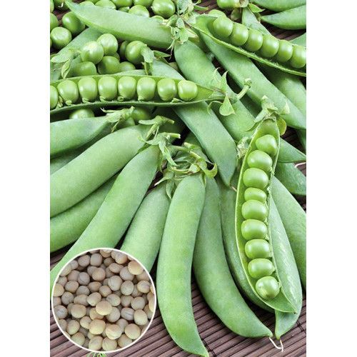 Семена овощного гороха Телефон