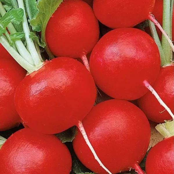 Семена редиса Клария